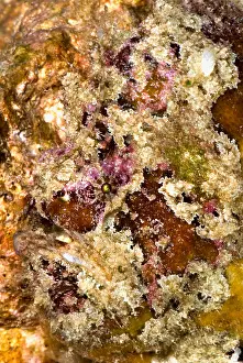 Tropical Reef Fish Prints: Frogfish