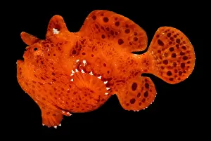 Tropical Reef Fish Prints: Frogfish