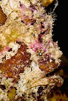 Tropical Reef Fish Prints: Frogfish