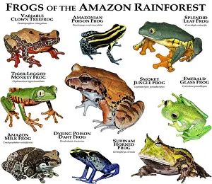 Amazon Rainforest Frogs Prints: Frogs of the Amazon Rainforest