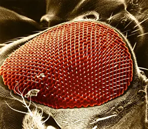 Compound Eye SEM Prints: Fruit Fly Eye, under a microscope (SEM)