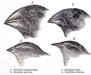 Galapagos Islands Animals Prints: Galapagos Finches