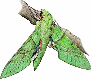 Wildlife Illustrations Prints: Gaudy sphinx moth