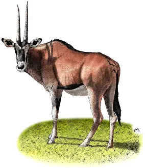 Mammal Illustrations Prints: Gemsbok