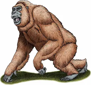 Mammal Artwork Prints: Gigantopithecus