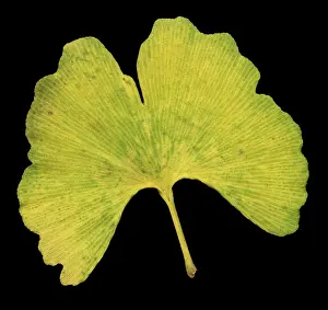 Fall Foliage Colors Prints: Ginkgo Leaf