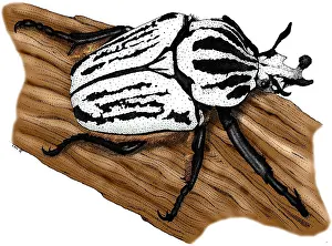 Animal Illustrations Online Prints: Goliath Beetle