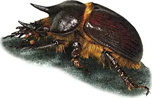 Gopher Beetle Print