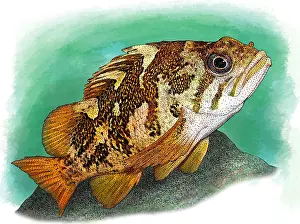 Marine Life Artwork Prints: Gopher Rockfish