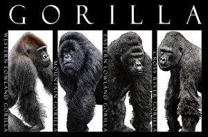 Mammal Artwork Prints: Gorillas, Poster
