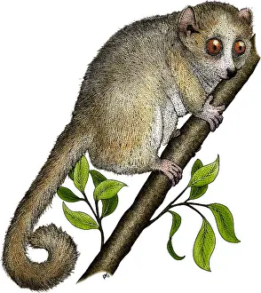 African Wildlife Art Prints: Gray Mouse Lemur