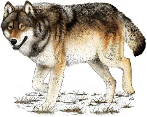 American Wildlife Art Prints: Gray or Timber Wolf