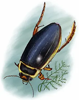 Coleoptera Species Prints: Great diving beetle