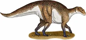 Cretaceous Period Artwork Prints: Hadrosaurus