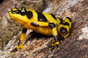 Wildlife Conservation Efforts Prints: Harlequin Toad