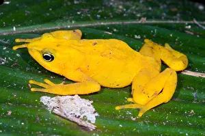 Wildlife Conservation Efforts Prints: Harlequin Toad