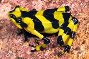 Central American Wildlife Prints: Harlequin Toad