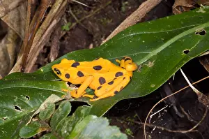 Framed Print : Harlequin Toad Print Framed Print : Harlequin Toad Print