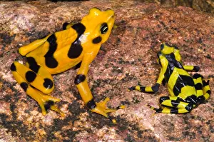 Framed Print : Print of two Harlequin toads (Atelopus zeteki) in a studio setting Framed Print : Print of two Harlequin toads (Atelopus zeteki) in a studio setting