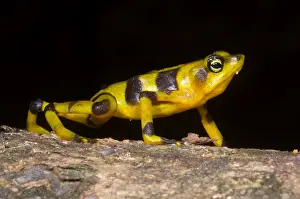 Wildlife Conservation Efforts Prints: Harlequin Toad