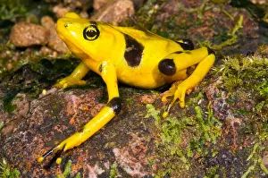 Central American Wildlife Prints: Harlequin Toad