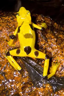 American Wildlife Animals Prints: Harlequin Toad