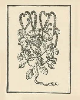 Greek Mythology Prints: Heliotrop