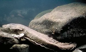 United States Fauna Prints: Hellbender