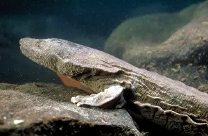 Hellbender Print: Cryptobranchus alleganiensis Image