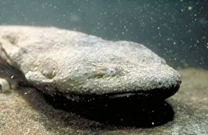 Amphibian Wildlife Images Prints: Hellbender