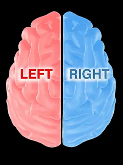Human Brain Anatomy Prints: Hemispheres of the Brain