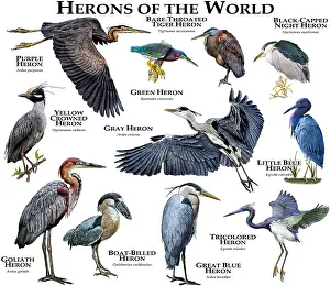 Herons of the World Print - A Collection of Various Species