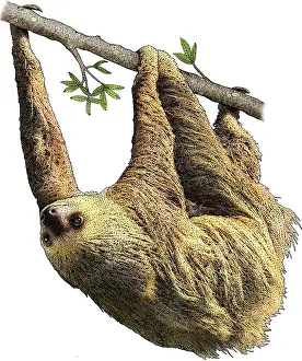Hoffmann's Two-Toed Sloth Print