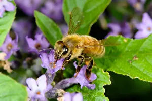 Apis Mellifera Prints: Honeybee