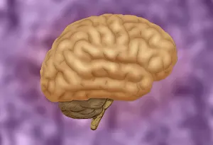 Cerebral Cortex Structure Prints: Human Brain