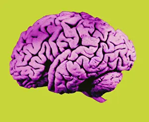 Central Nervous System Diagram Prints: Human Brain