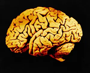 Human Body Systems Prints: Human Brain
