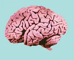 Human Nervous System Diagram Prints: Human Brain