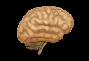Cerebral Cortex Structure Prints: Human Brain