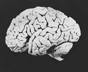 Central Nervous System Diagram Prints: Human brain