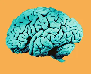 Cerebral Cortex Structure Prints: Human Brain
