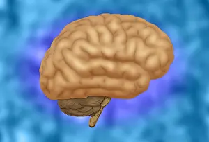 Central Nervous System Diagram Prints: Human Brain