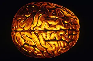 Human Brain Anatomy Prints: Human Brain