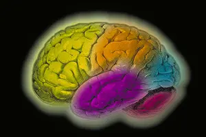 Human Brain Structure Prints: Human brain