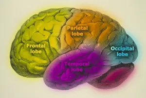 Human Brain Structure Prints: Human brain