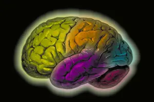 Human Brain Structure Prints: Human brain