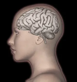 Human Brain Anatomy Prints: Human Brain