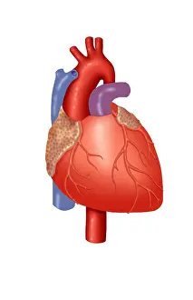 Circulatory System Diagram Prints: Human Heart