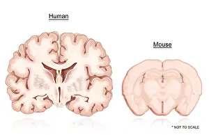 Human Brain Anatomy Prints: Human and Mouse Brain Comparison