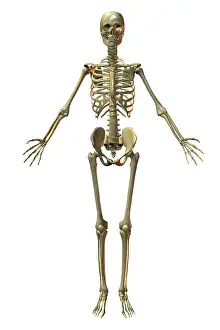 Human Bone Structure Prints: Human Skeleton